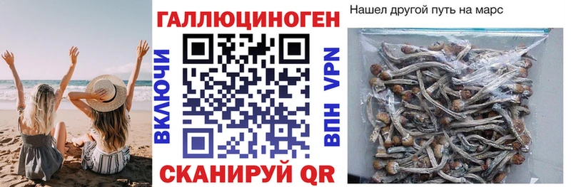 Купить  Беломорск  Псилоцибиновые грибы мицелий 